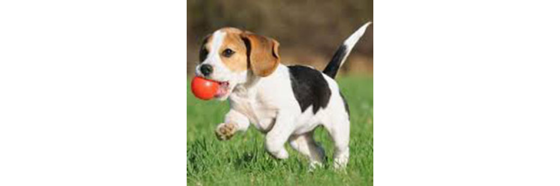 Basic Dog Training part II