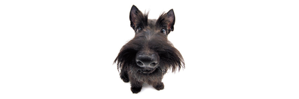 The Stylish and Reserved Dog Scottish Terrier