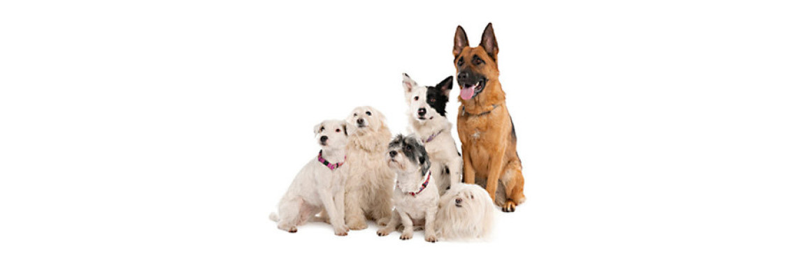 Finding A Dog Breeder