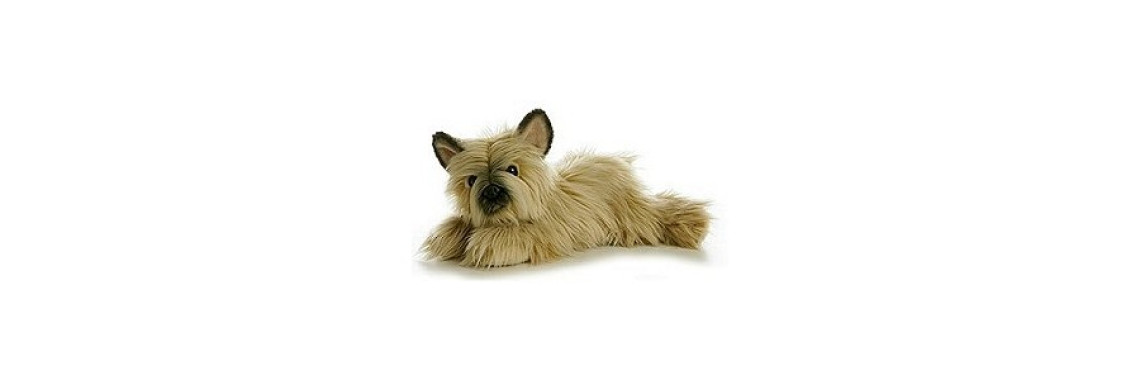 The Playful and Inquisitive Dog Cairn Terrier
