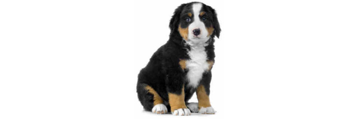 Caring for Dogs with Hypoallergenic Conditions