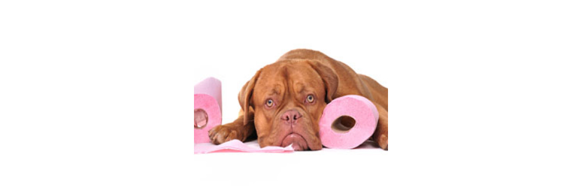 How To House Train Your Dog Effectively