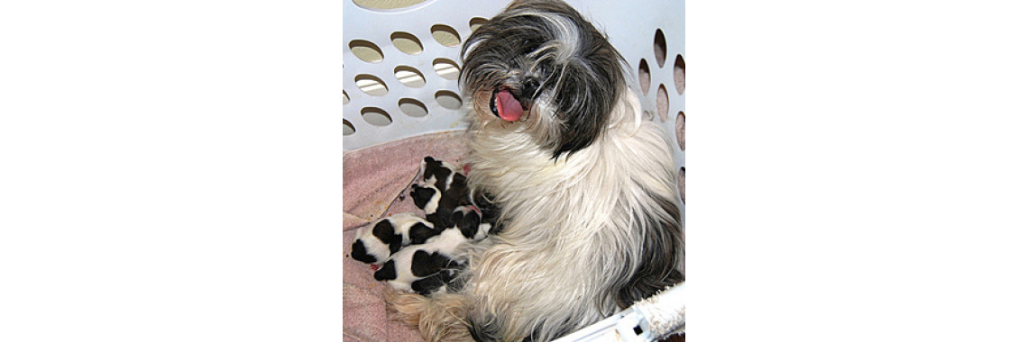 Choosing the right breed of dog for your family