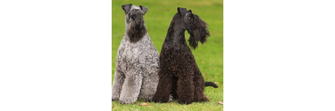 Some Information Regarding the Kerry Blue Terrier Pet Dog