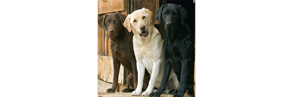 All About The Labrador Retriever