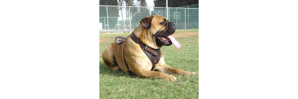 Positive Dog Training Techniques