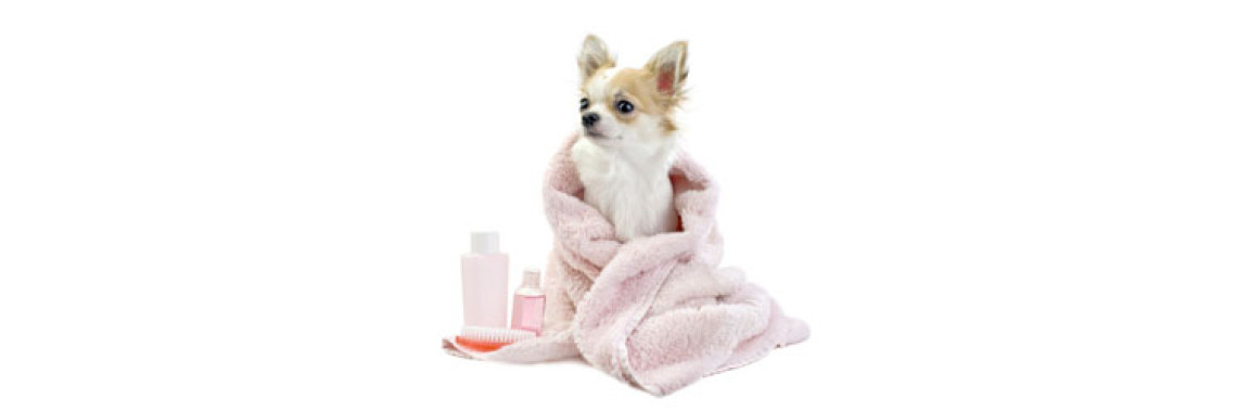 Pet Grooming Made Easy