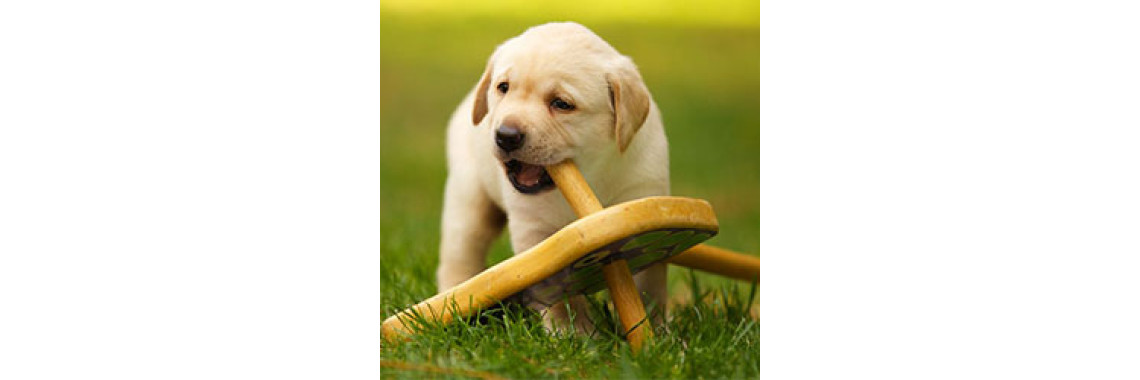 Secret To Tame Your Naughty Little Puppy