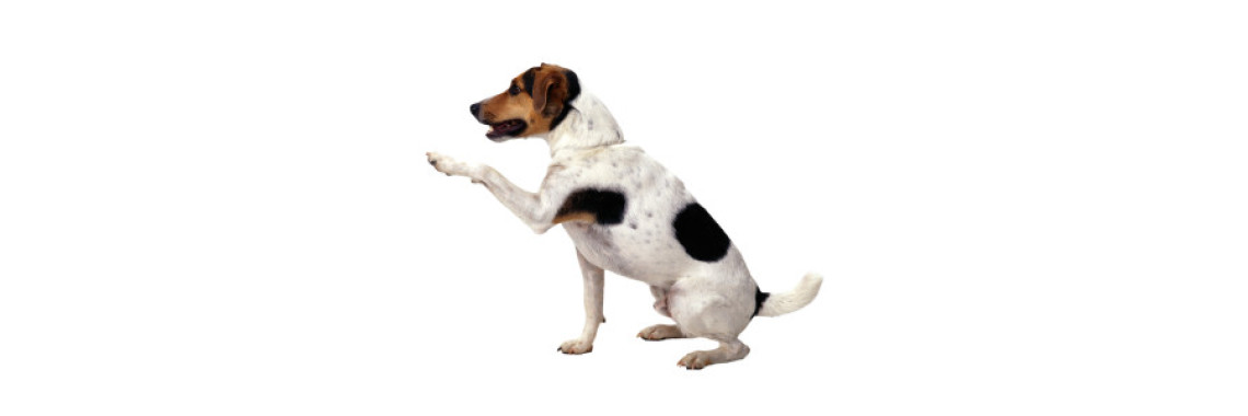 HOW TO CHOOSE A GOOD OBEDIENCE SCHOOL FOR YOUR DOG