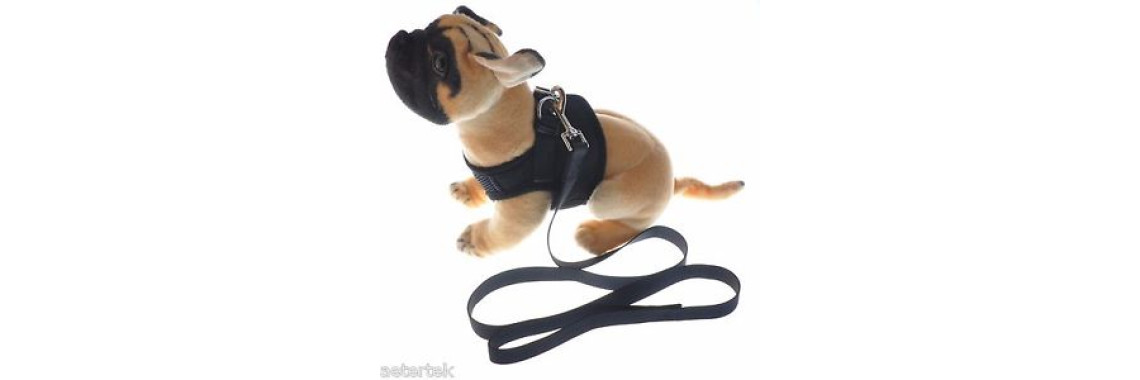 Dealing With Problem Puppy Behaviors