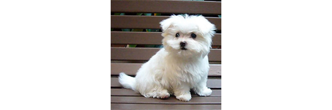 Does Your Maltese Stand Up To The Supposed Standard?