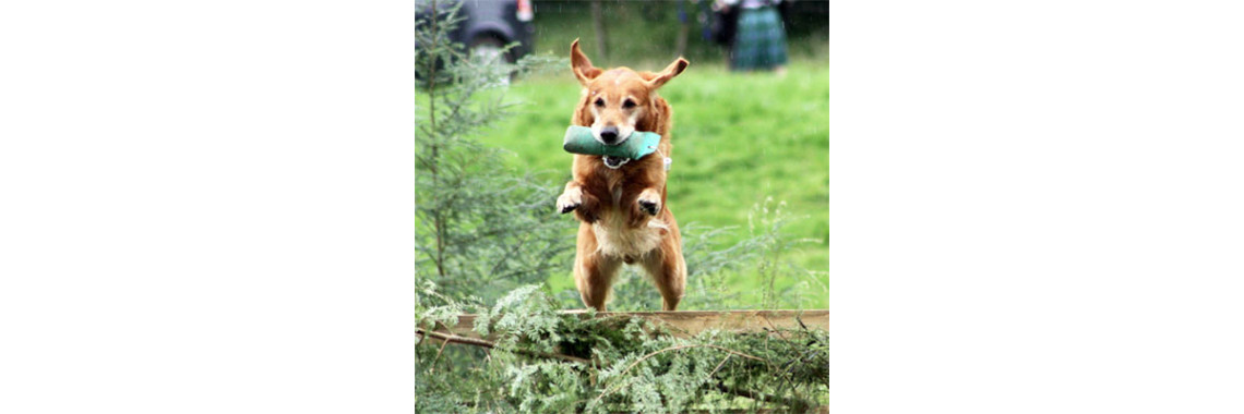 Keep Those Paws Soft And Healthy With Our Simple Paw Care Tips!