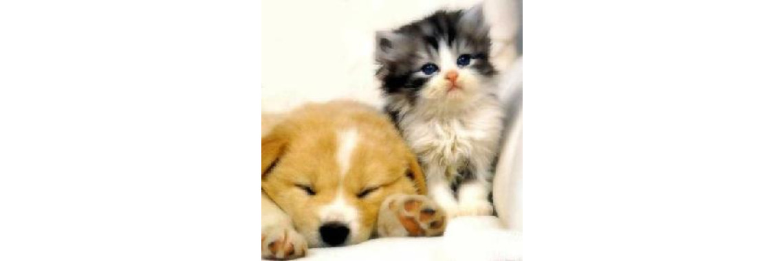 Puppies just for you