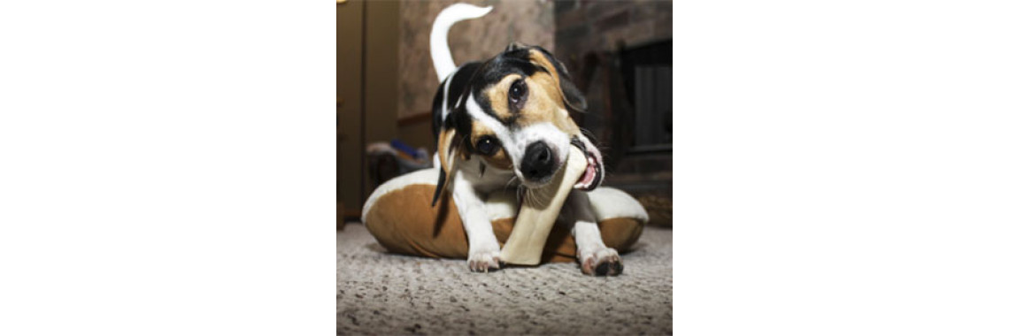 What To Expect When You Bring Home A Puppy (3 Months To 8 Months)