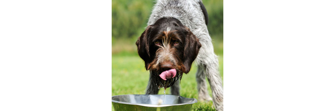 Why Does My Dog Drink More Water?