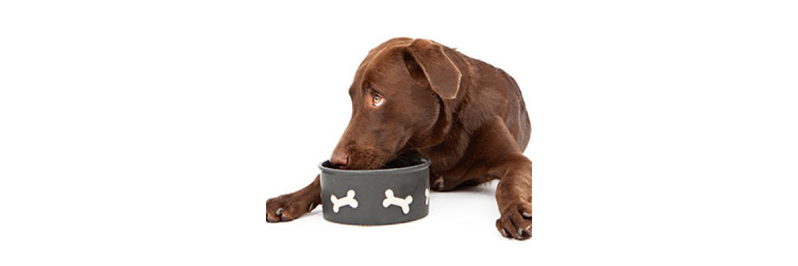 Dog Training - How To Stop Possessiveness With Food