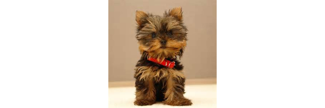The Popular Pet and Lap Dog Yorkshire Terrier