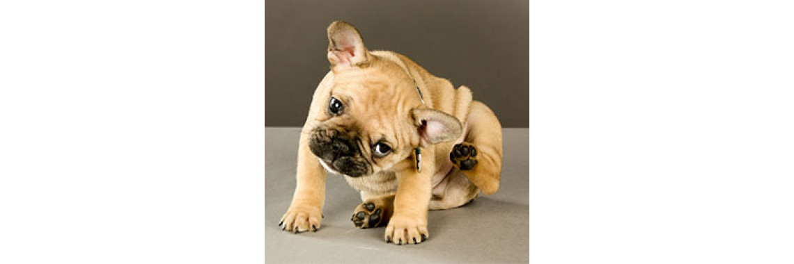 Reasons - Scratching  And Itching In Dogs..
