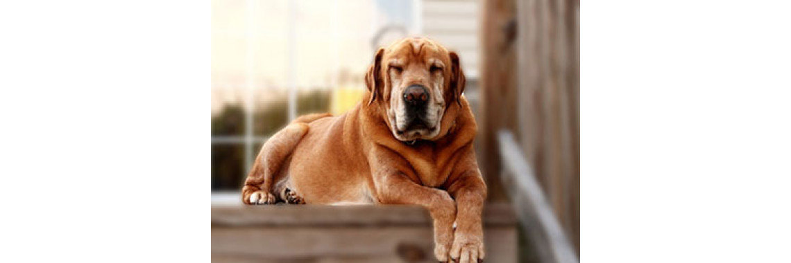 Do You Care About Your Adult Dog?