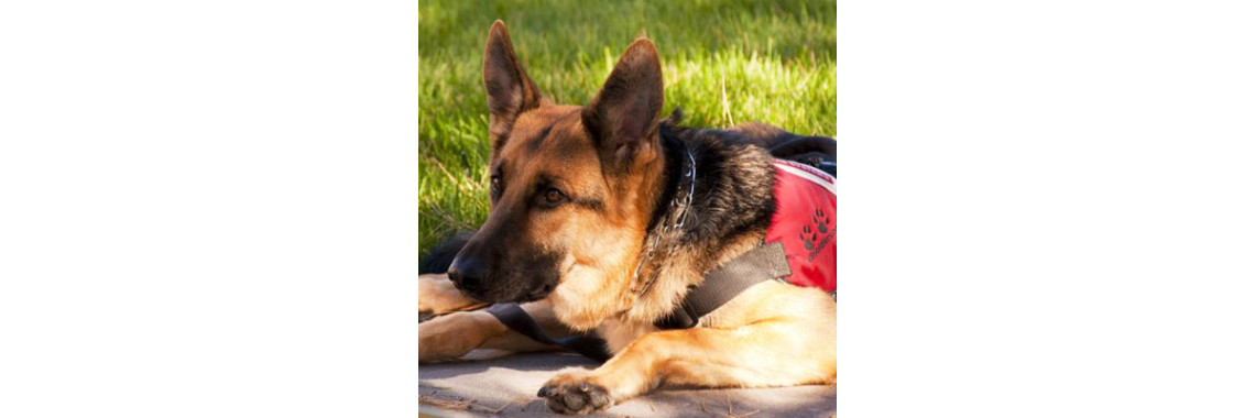 The Life And Benefit Of A Service Dog