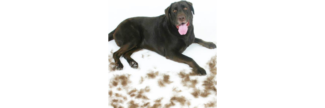 Hair Shedding In Dogs: Help Is At Hand