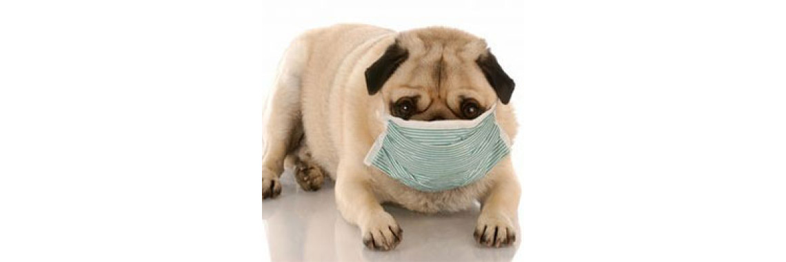 Kennel Cough In Dogs