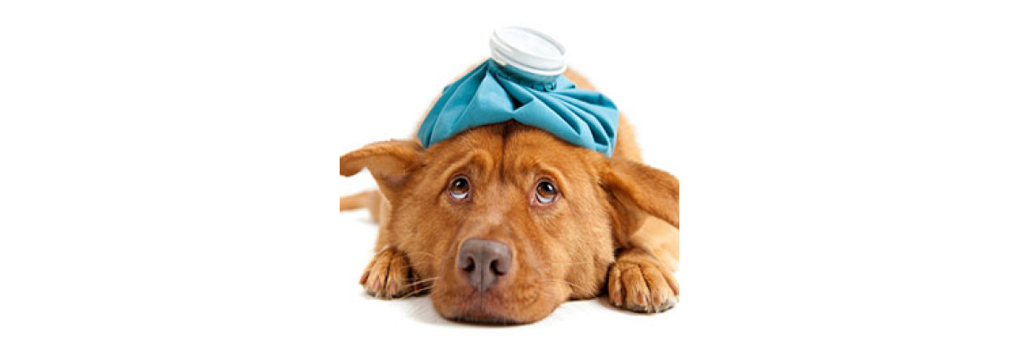 Dog Sicknesses : Symptoms & Diagnosis