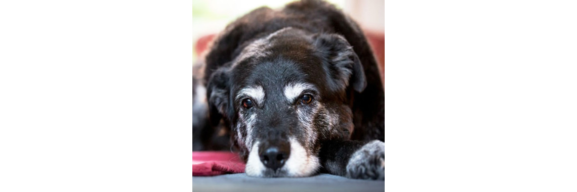 Stress In Dogs: How Do You Know If Your Dog Is Stressed!!