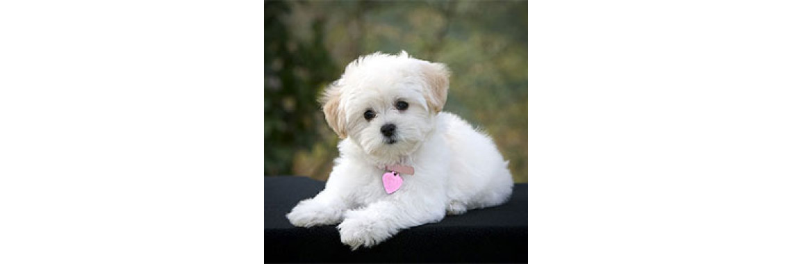 Health Problems That Haunt Small Dogs
