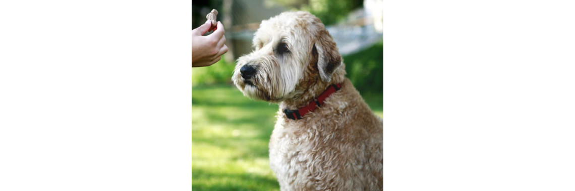 Secrets To Be Mind While Dog Training