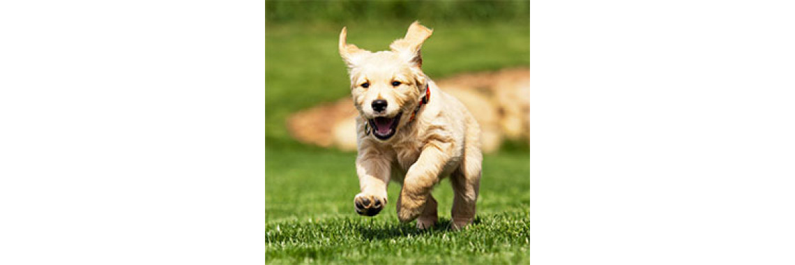How To Prevent Your Dog From Catching Diseases