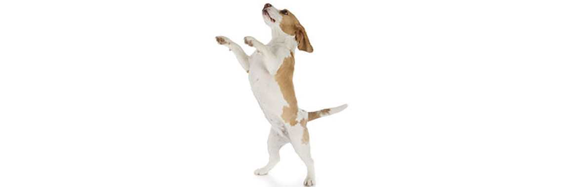 Easy Steps To Stop Your Dog From Jumping On You