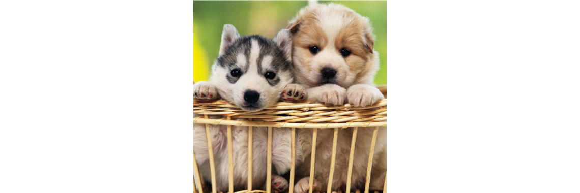 Parvo virus And Your Dog