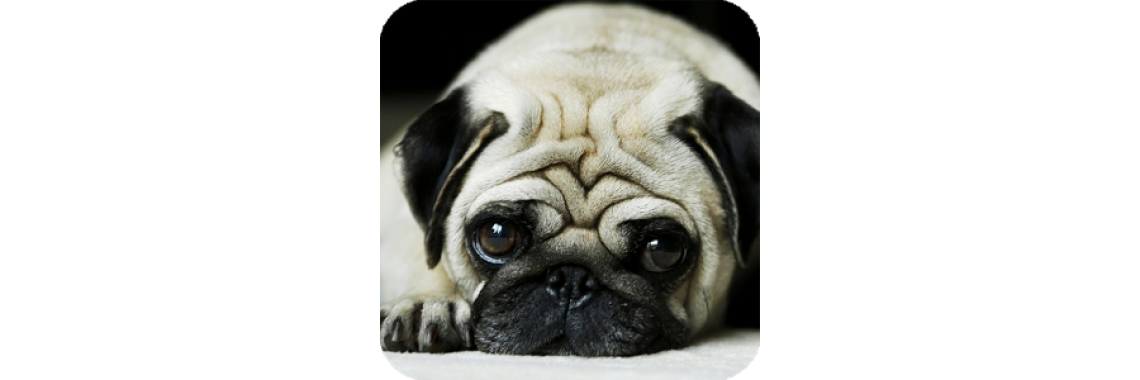 Differences between Non Hypoallergenic Dogs and Hypoallergenic Dogs