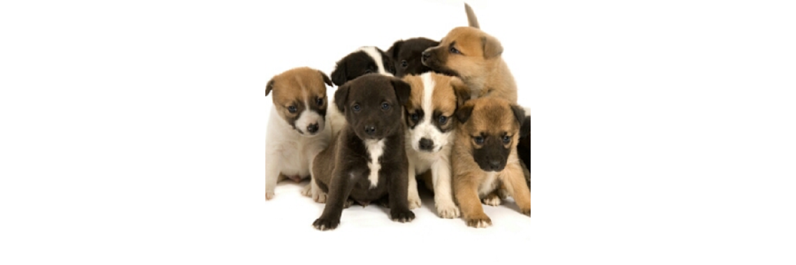 EFFECTIVELY HOUSEBREAKING YOUR PUPPY