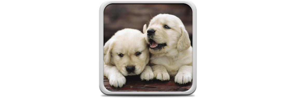 Help Saves the Dog and Puppies Watch For The Top Whelping Emergency Signs