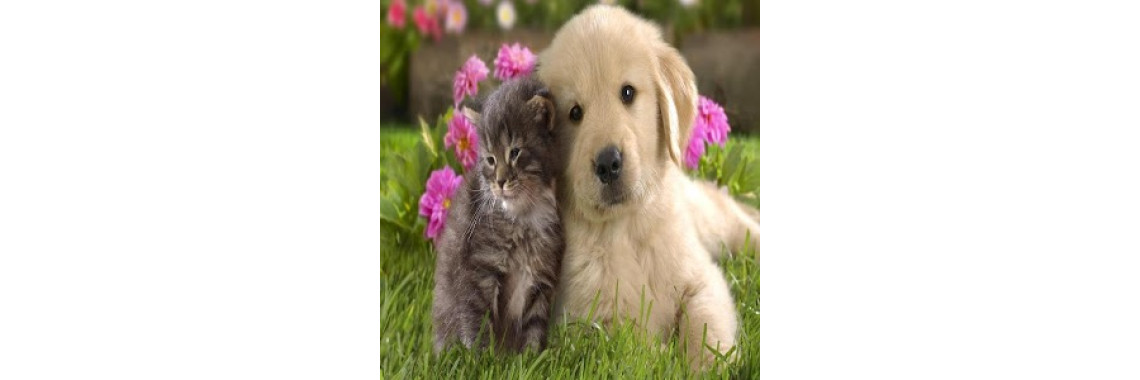 Finding the Pet Food that will Optimize Your Pets Health