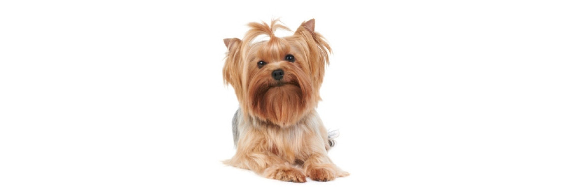 Some Facts about Silky Terrier Pet Dogs