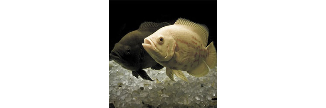 Important Things To Keep In Mind While Choosing Your Fish