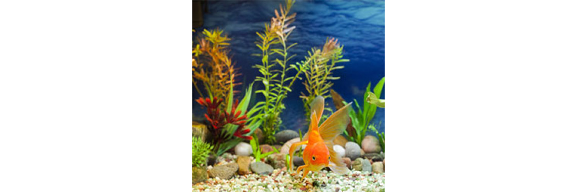 What You Need To Know About Fish Aquariums