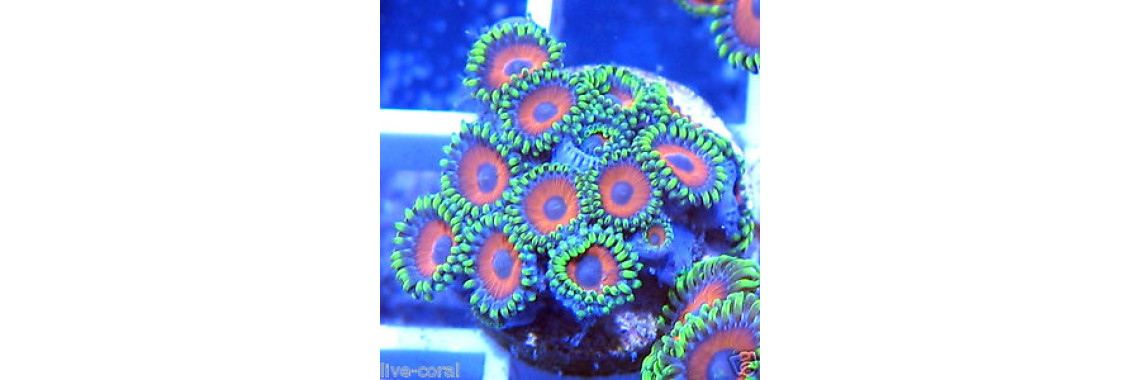 Nano Reef Tank Setup