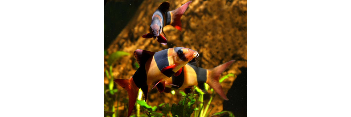 Aquarium Care For Freshwater Fish