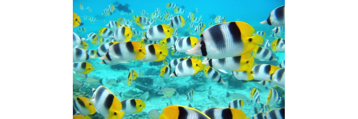Choosing New Home For Your Tropical Fish Coral And Invertebrate