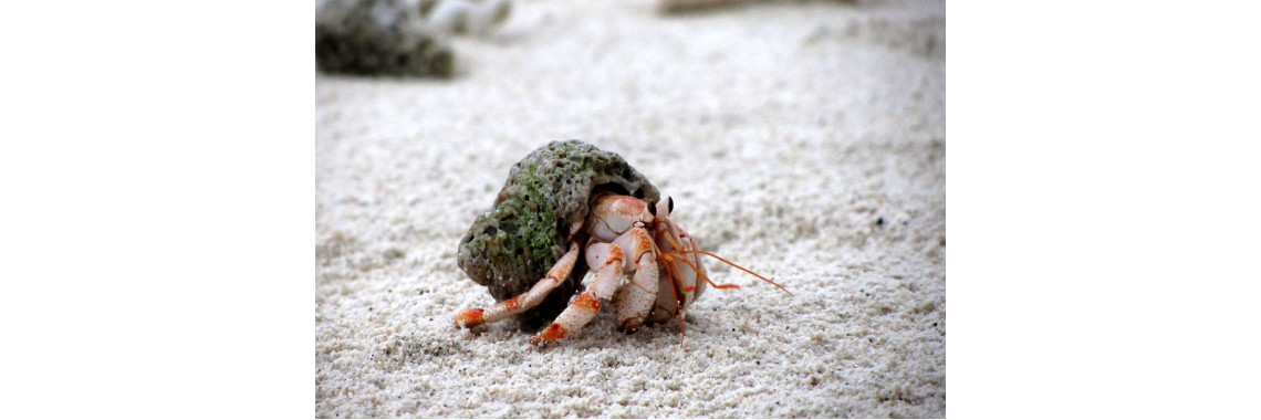 Choosing a Home for Your Hermit Crab
