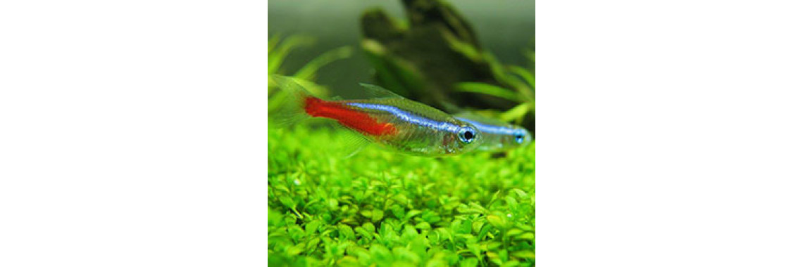 Did You Added These Tetra Fishes To Your Aquarium?