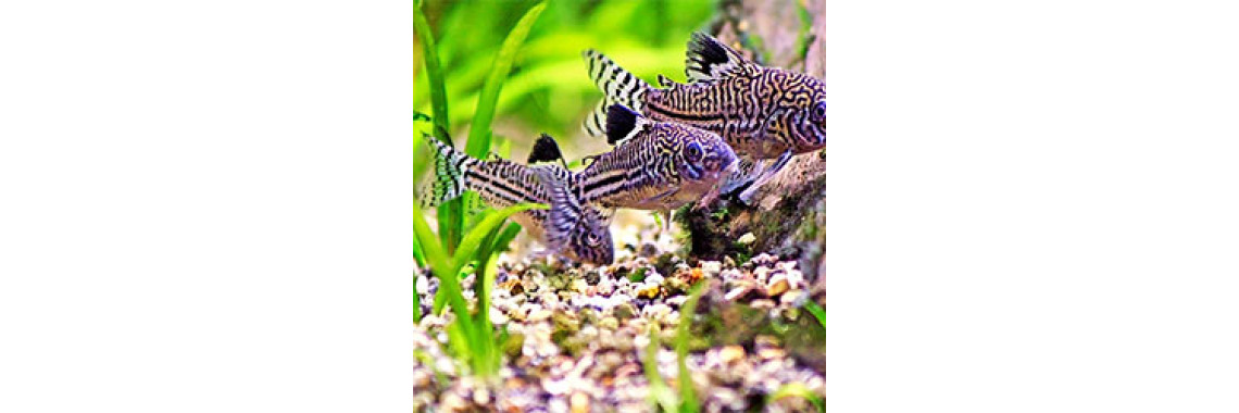 Never Neglect Changing Water In Your Aquarium Tank