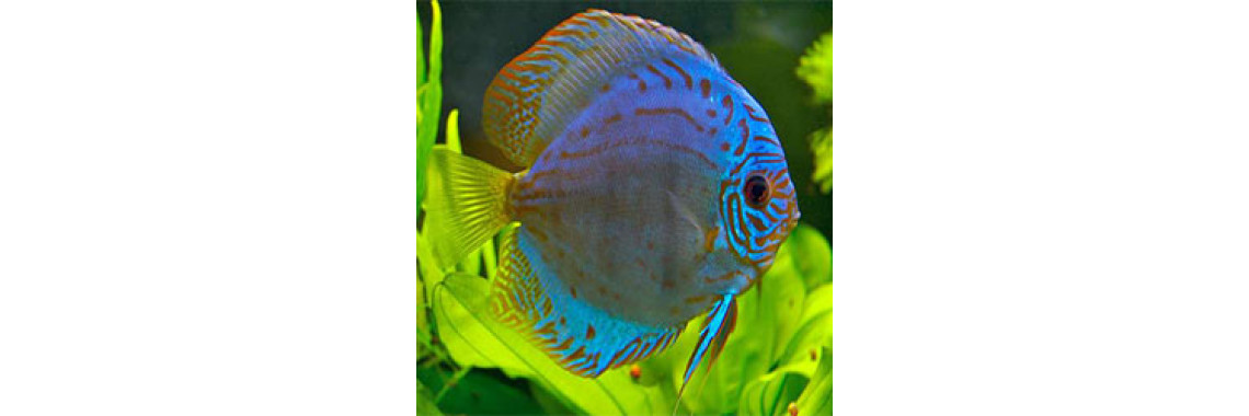Discus Fish - King Of Aquarium!