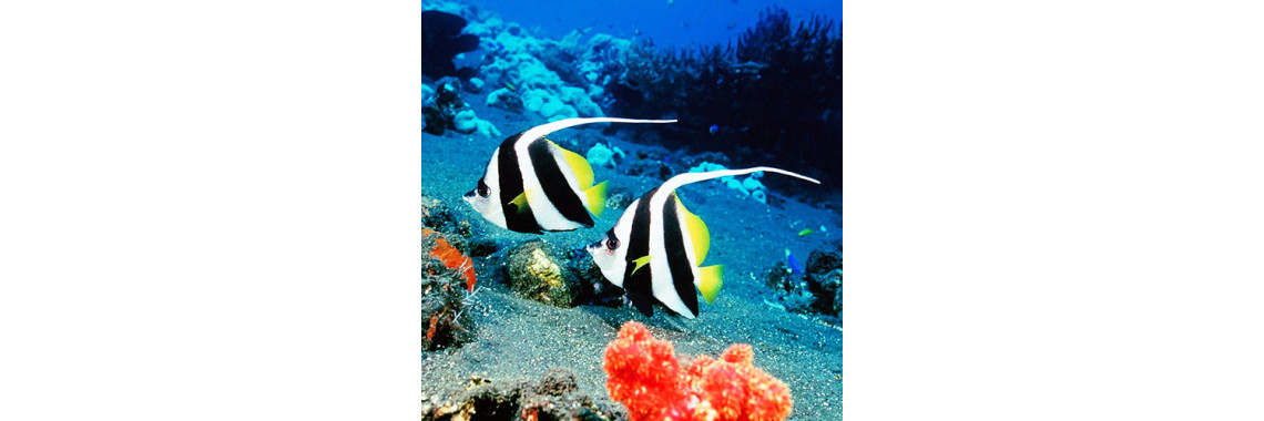 Ever Tried Tropical Fishes In Your Tank?