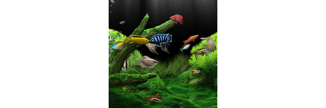 Tropical Fish Care Guide