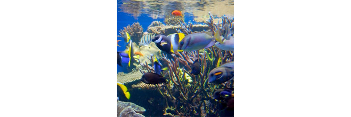 What You Should Know About Feeding Your Tropical Fish?